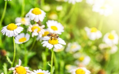 Wild about Springtime and Being Prepared for Hayfever Season by Susan Gianevsky